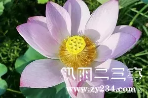 mmexport444731c74510fe76f294aa9b5754fbfe_1719451372127.webp
